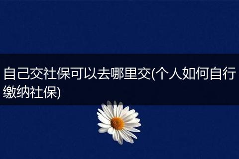 自己交社保可以去哪里交(个人如何自行缴纳社保)