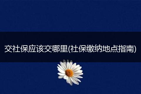 交社保应该交哪里(社保缴纳地点指南)